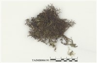 藏品(耳葉蘚屬)的圖片